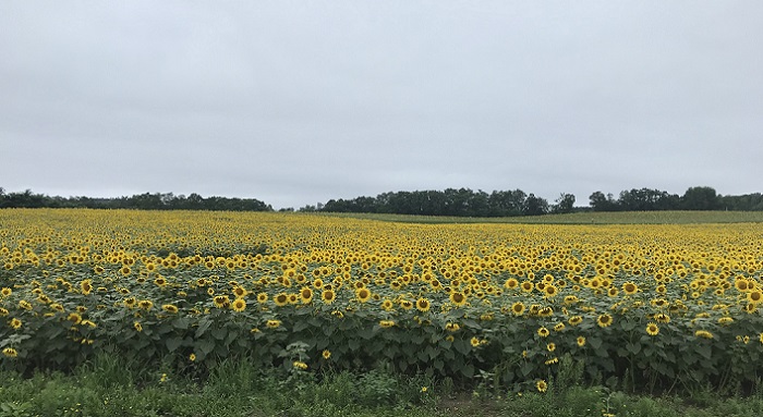 北竜町ひまわりの里