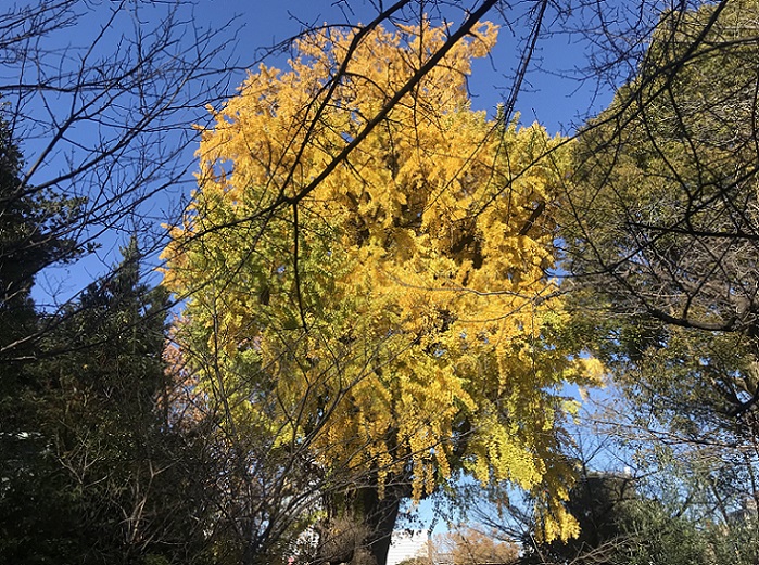 芝東照宮のイチョウ