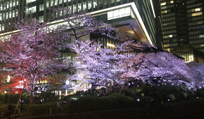 弁慶橋の夜桜