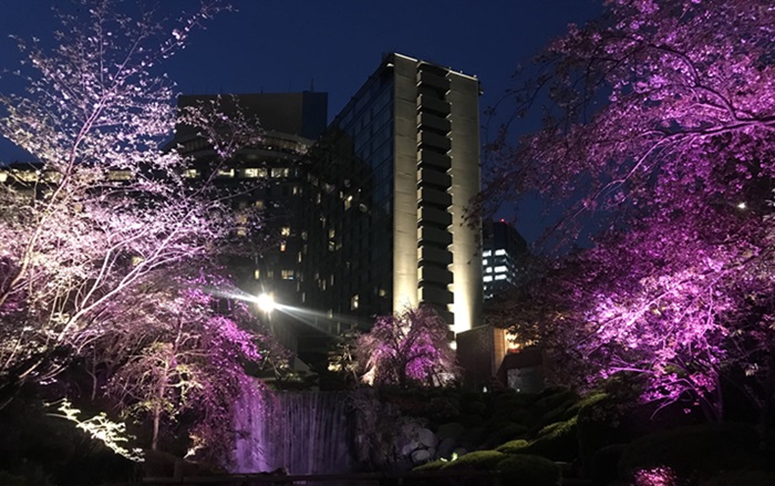 ホテルニューオータニ東京 日本庭園の夜桜のライトアップ