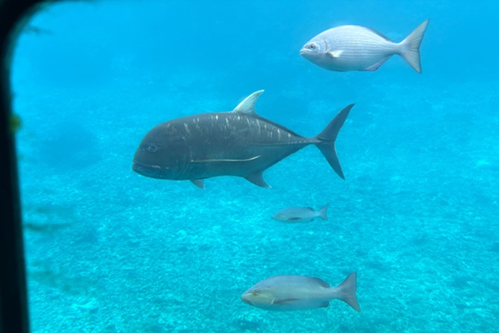 シギラビーチから出発する水中観光船（グラスボート）シースカイ博愛から見た宮古島の海。大きな魚を間近に観察できる