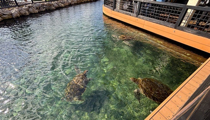 シギラミラージュのタートルベイ・テラス席近くで泳ぐ大きなウミガメ